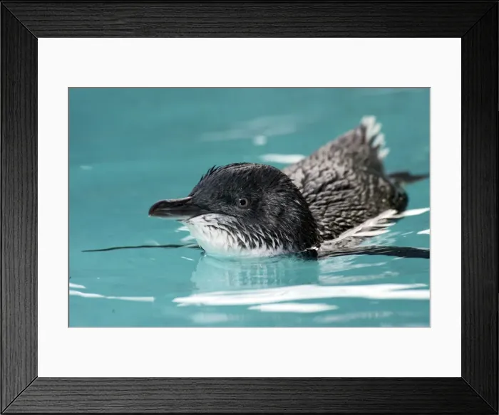 Framed Print : Picture No. 10947406 Framed Print : Picture No. 10947406