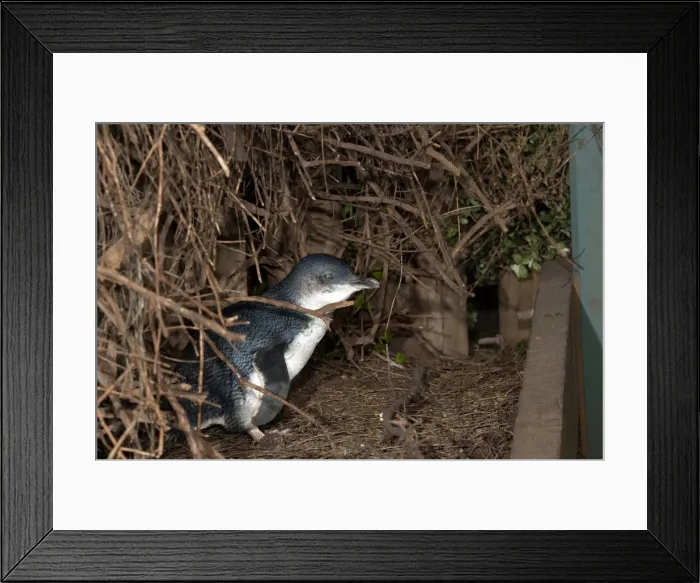 Framed Print : Picture No. 10947403 Framed Print : Picture No. 10947403