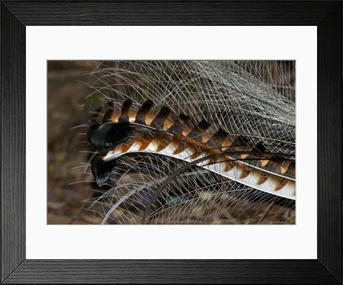 Framed Print : Picture No. 10947407 Framed Print : Picture No. 10947407