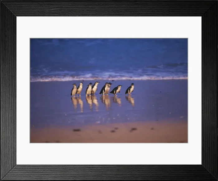Framed Print : Picture No. 10947401
