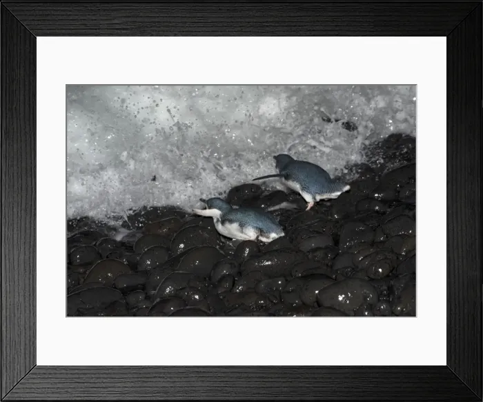 Framed Print : Picture No. 10947409 Framed Print : Picture No. 10947409