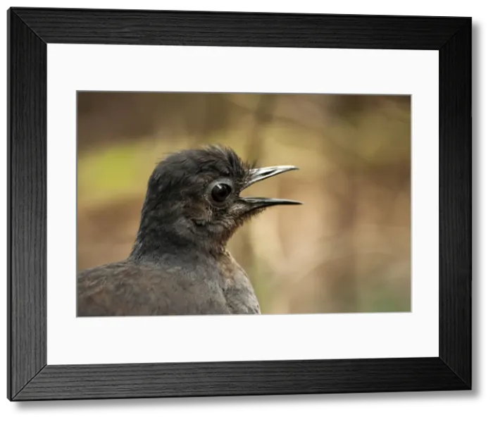 Framed Print : Picture No. 10947416 Framed Print : Picture No. 10947416