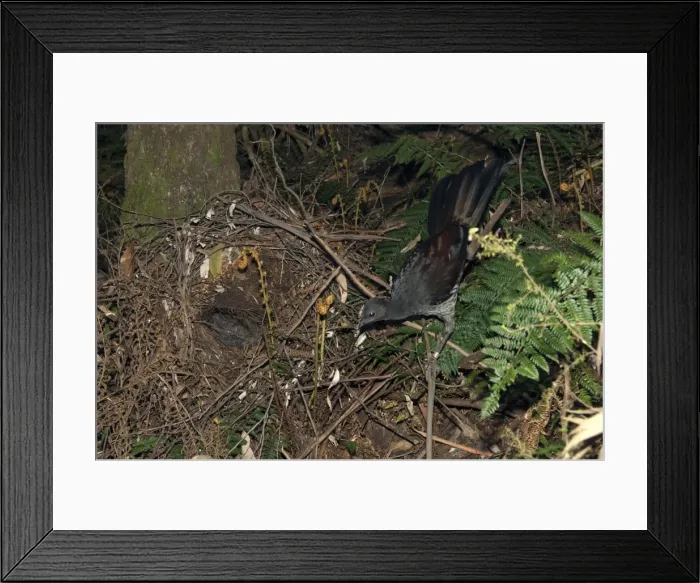 Framed Print : Picture No. 10947415 Framed Print : Picture No. 10947415