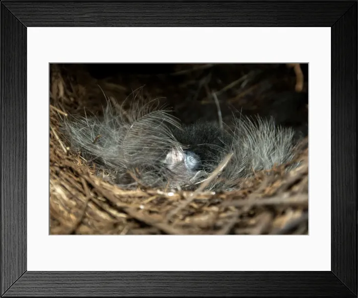 Framed Print : Picture No. 10947414 Framed Print : Picture No. 10947414