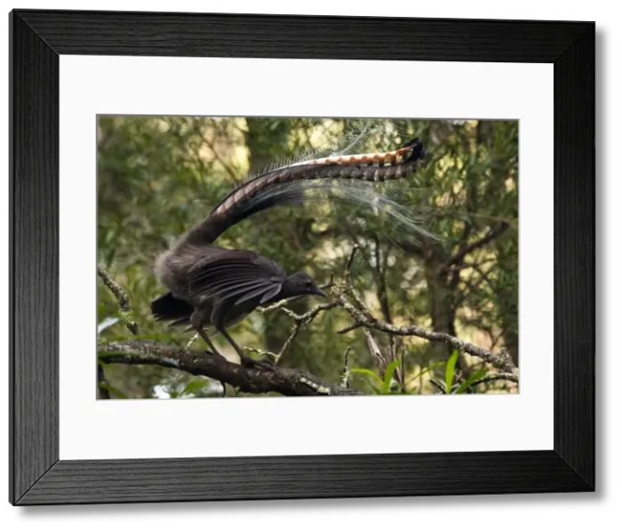 Framed Print : Picture No. 10947418 Framed Print : Picture No. 10947418