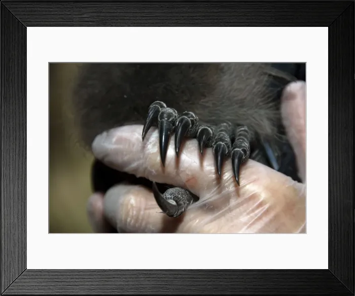Framed Print : Picture No. 10947425 Framed Print : Picture No. 10947425