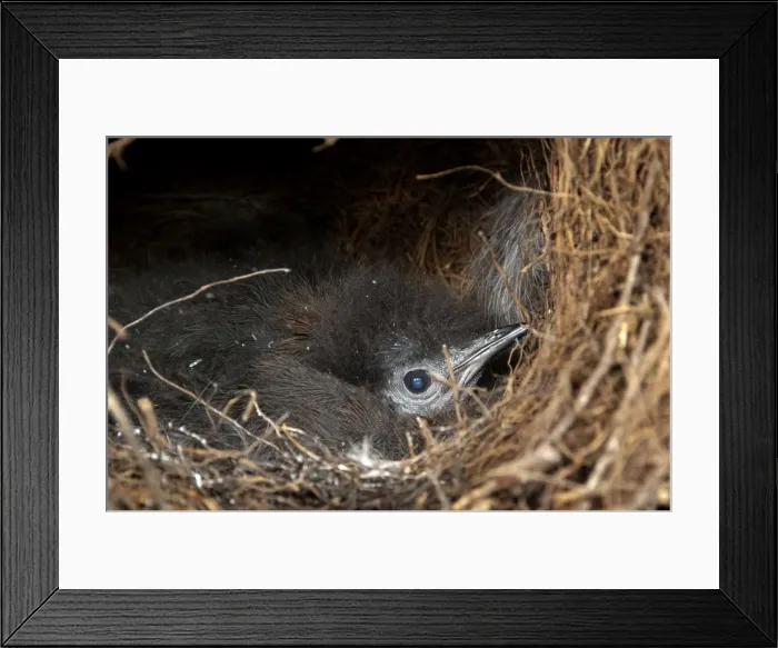 Framed Print : Picture No. 10947423 Framed Print : Picture No. 10947423