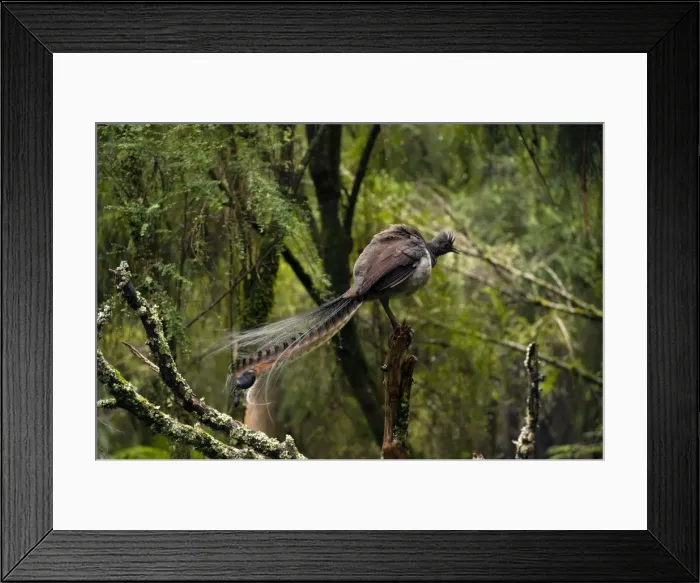 Framed Print : Picture No. 10947426 Framed Print : Picture No. 10947426