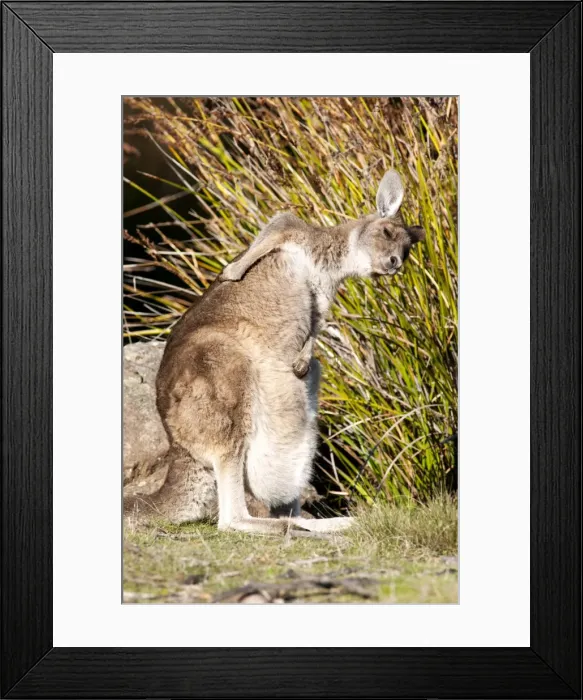 Framed Print : Picture No. 10947521 Framed Print : Picture No. 10947521