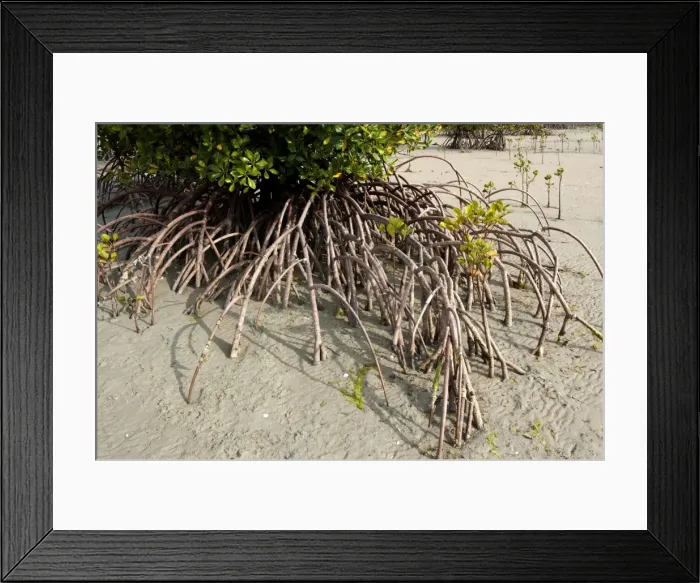 Framed Print : Picture No. 10947524 Framed Print : Picture No. 10947524