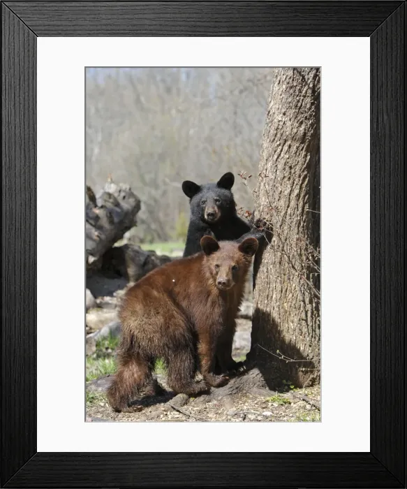 Framed Print : Picture No. 10947535