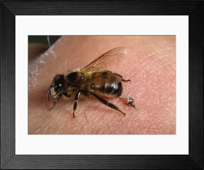 Framed Print : Picture No. 10947527 Framed Print : Picture No. 10947527