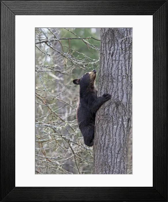 Framed Print : Picture No. 10947537 Framed Print : Picture No. 10947537