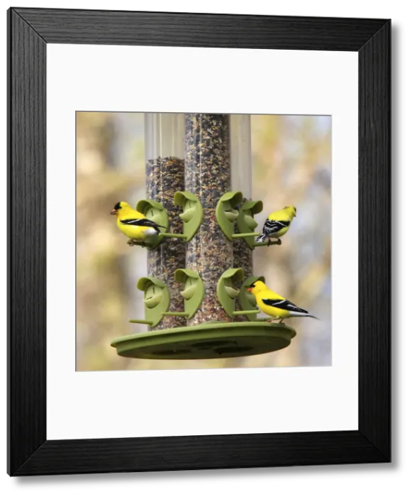 Framed Print : Picture No. 10947539