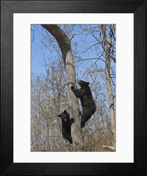 Framed Print : Picture No. 10947534 Framed Print : Picture No. 10947534