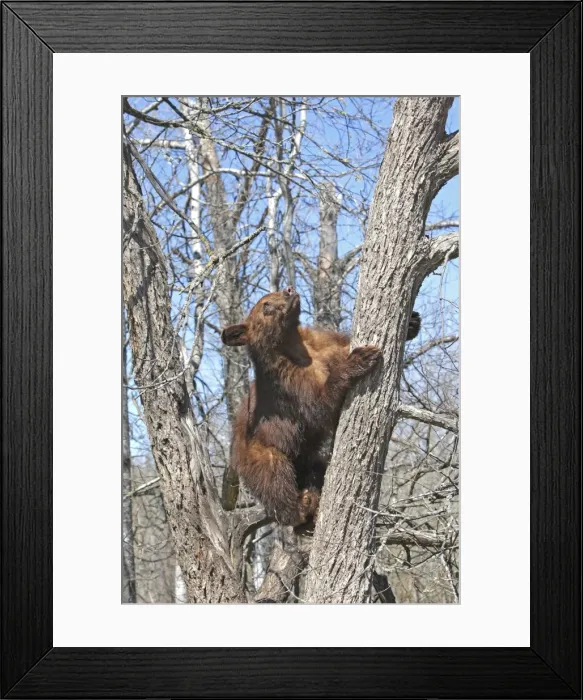 Framed Print : Picture No. 10947536 Framed Print : Picture No. 10947536