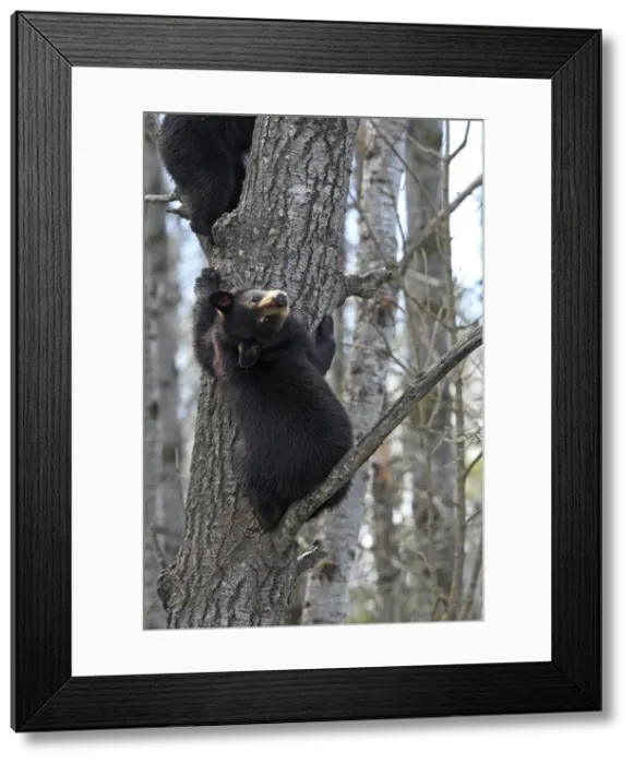 Framed Print : Picture No. 10947538 Framed Print : Picture No. 10947538