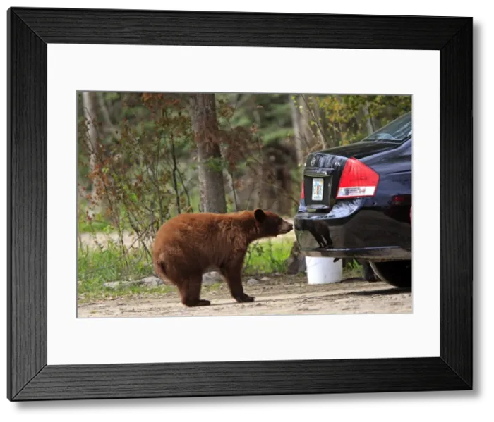 Framed Print : Picture No. 10947540 Framed Print : Picture No. 10947540
