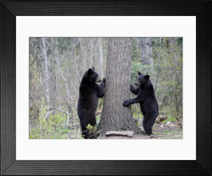Framed Print : Picture No. 10947541 Framed Print : Picture No. 10947541