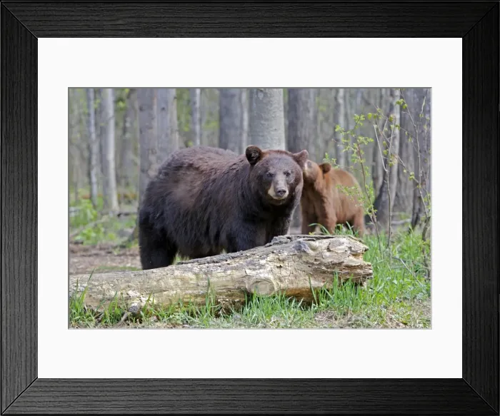 Framed Print : Picture No. 10947546 Framed Print : Picture No. 10947546