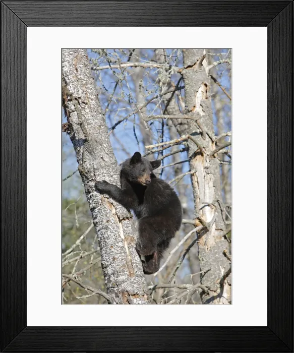 Framed Print : Picture No. 10947545 Framed Print : Picture No. 10947545