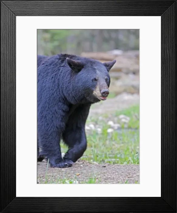 Framed Print : Picture No. 10947542 Framed Print : Picture No. 10947542