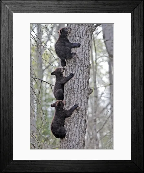 Framed Print : Picture No. 10947544 Framed Print : Picture No. 10947544