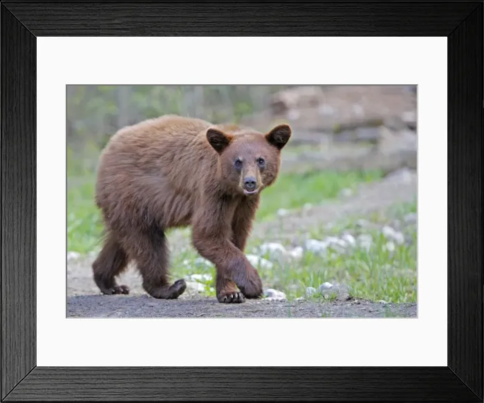 Framed Print : Picture No. 10947547 Framed Print : Picture No. 10947547