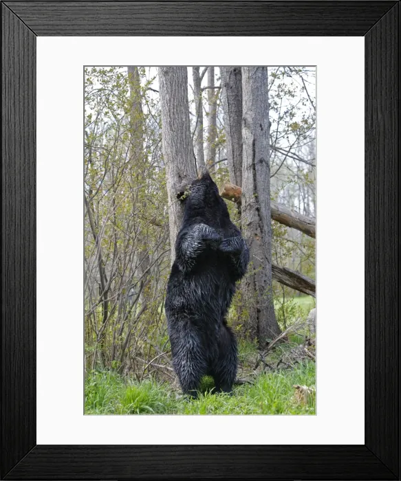 Framed Print : Picture No. 10947549 Framed Print : Picture No. 10947549