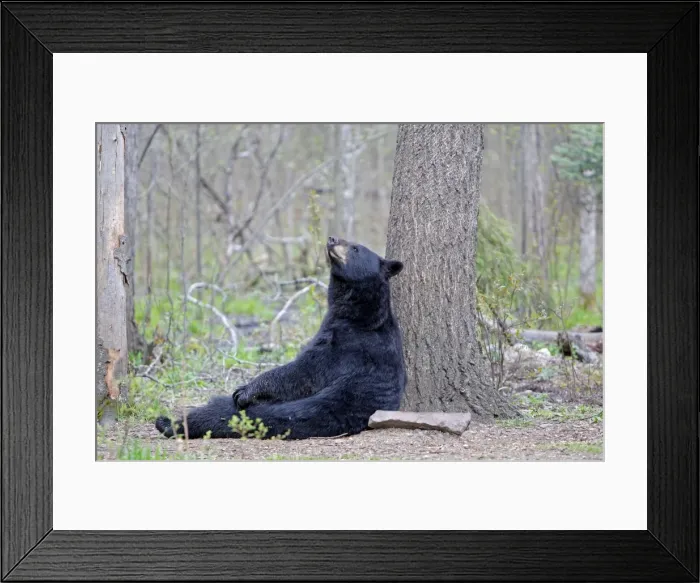 Framed Print : Picture No. 10947543 Framed Print : Picture No. 10947543