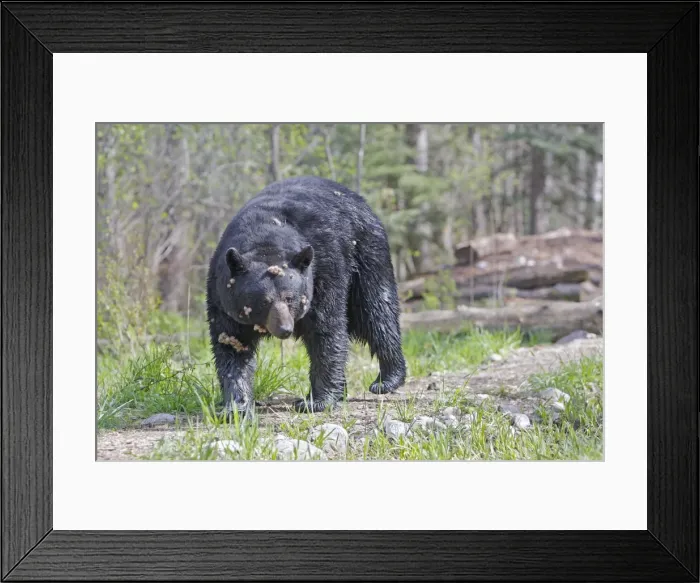 Framed Print : Picture No. 10947552 Framed Print : Picture No. 10947552