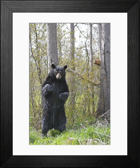 Framed Print : Picture No. 10947548 Framed Print : Picture No. 10947548
