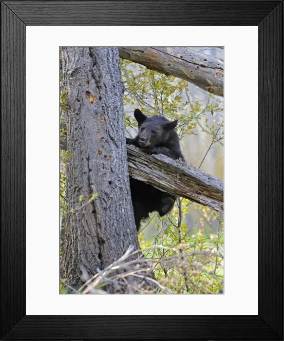 Framed Print : Picture No. 10947553 Framed Print : Picture No. 10947553