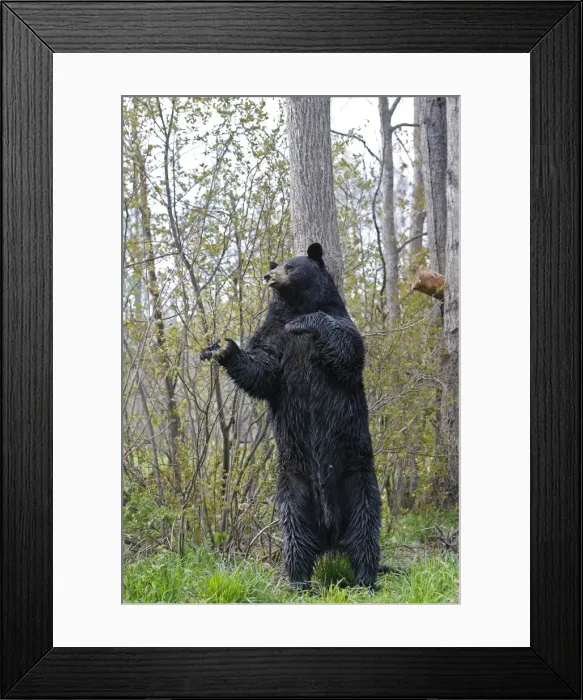 Framed Print : Picture No. 10947550 Framed Print : Picture No. 10947550