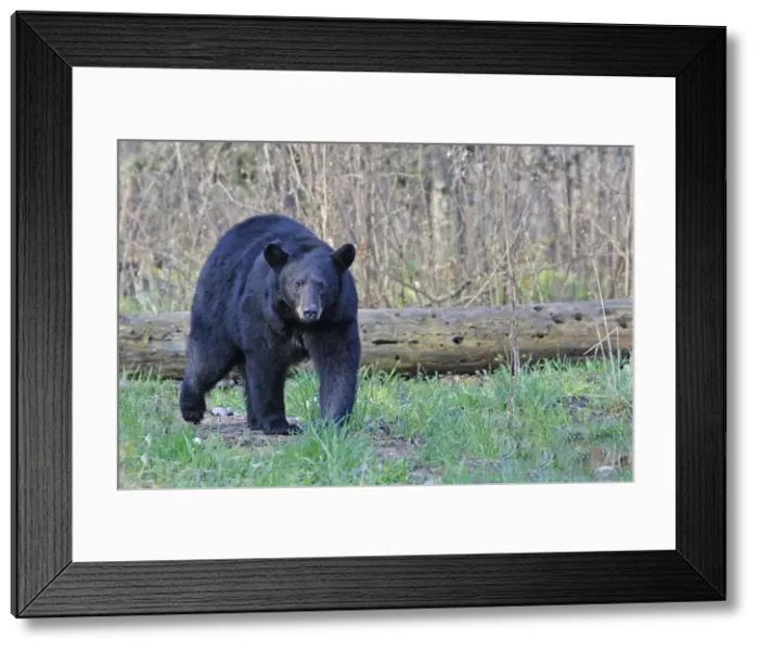 Framed Print : Picture No. 10947554 Framed Print : Picture No. 10947554