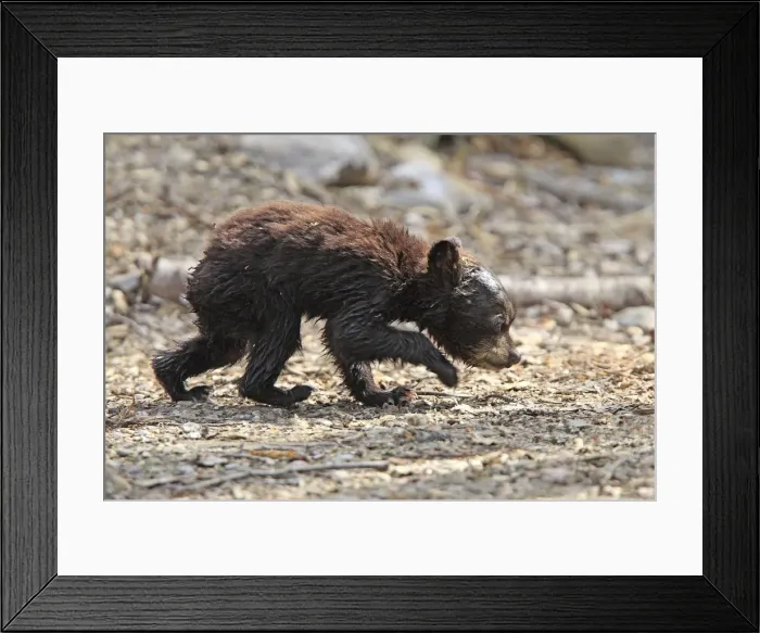 Framed Print : Picture No. 10947559 Framed Print : Picture No. 10947559