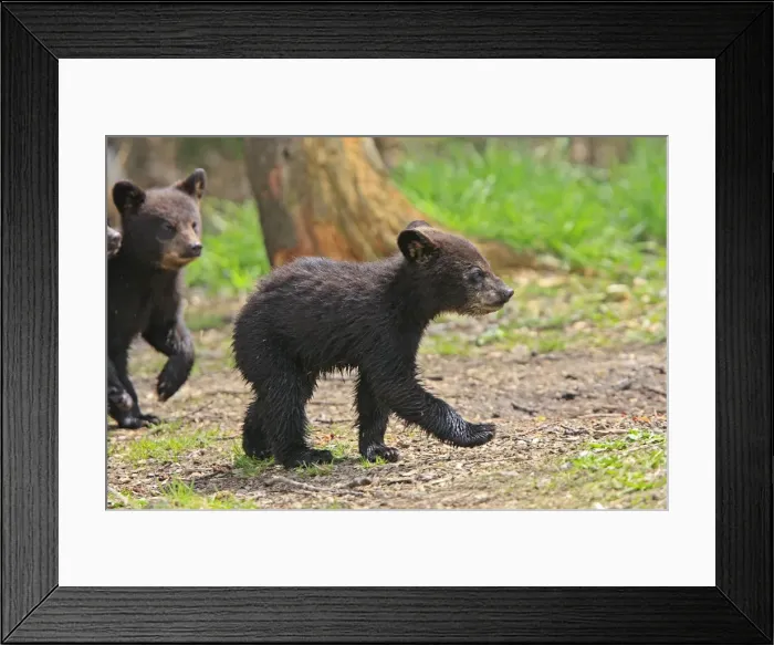 Framed Print : Picture No. 10947557 Framed Print : Picture No. 10947557