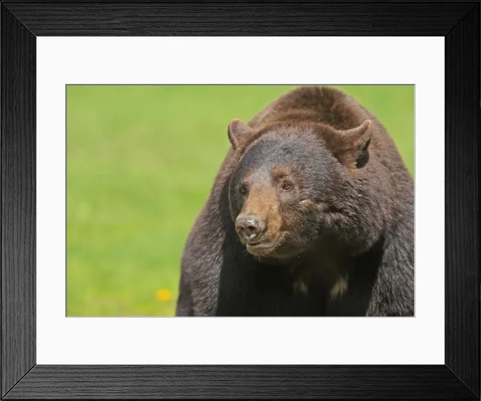 Framed Print : Picture No. 10947555 Framed Print : Picture No. 10947555