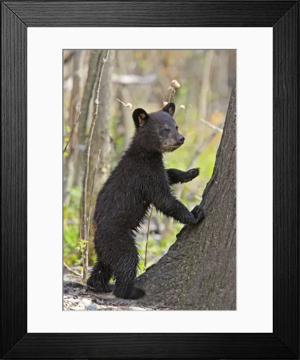 Framed Print : Picture No. 10947556 Framed Print : Picture No. 10947556