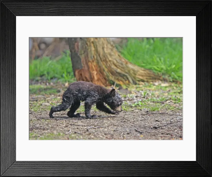 Framed Print : Picture No. 10947561