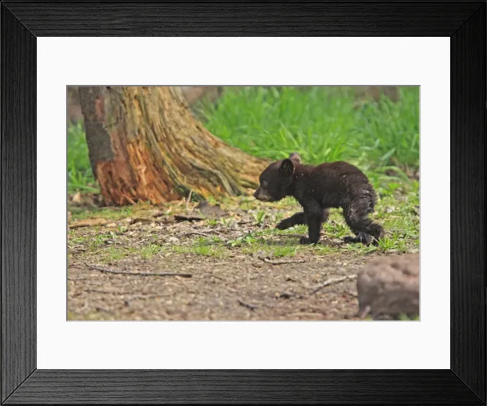 Framed Print : Picture No. 10947560 Framed Print : Picture No. 10947560