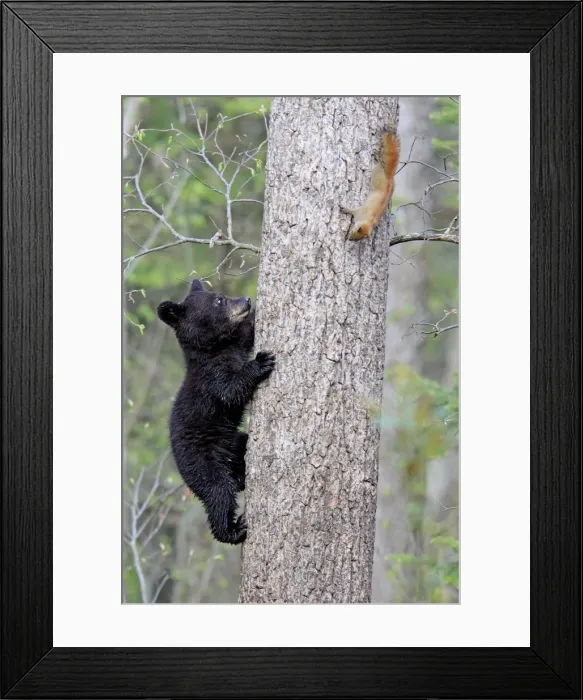 Framed Print : Picture No. 10947563 Framed Print : Picture No. 10947563