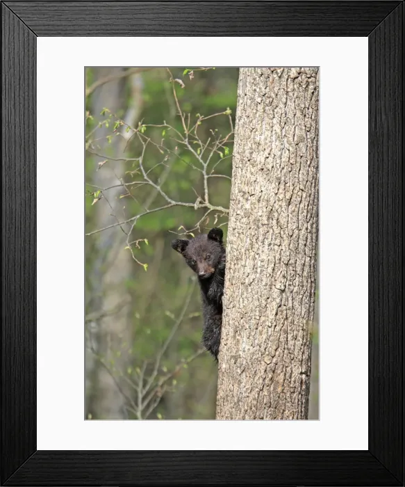 Framed Print : Picture No. 10947564 Framed Print : Picture No. 10947564
