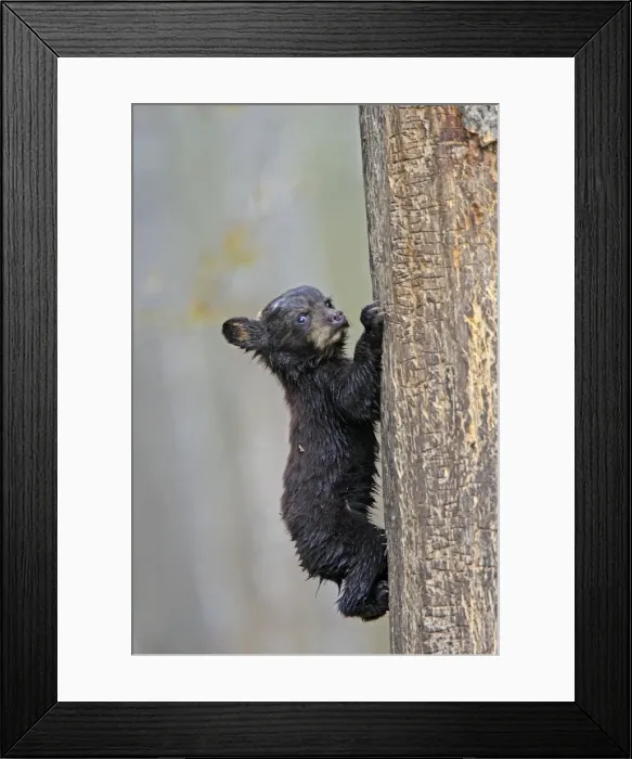 Framed Print : Picture No. 10947558 Framed Print : Picture No. 10947558