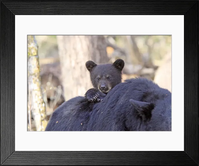 Framed Print : Picture No. 10947566