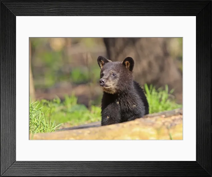 Framed Print : Picture No. 10947567