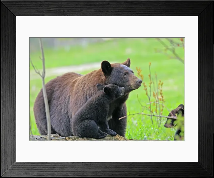 Framed Print : Picture No. 10947562 Framed Print : Picture No. 10947562