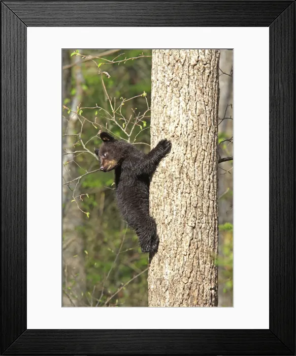 Framed Print : Picture No. 10947565 Framed Print : Picture No. 10947565