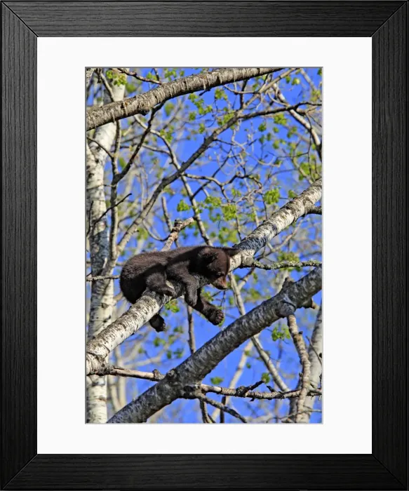 Framed Print : Picture No. 10947571 Framed Print : Picture No. 10947571