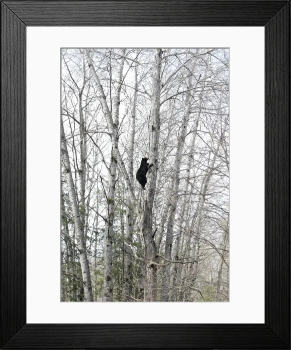 Framed Print : Picture No. 10947572 Framed Print : Picture No. 10947572